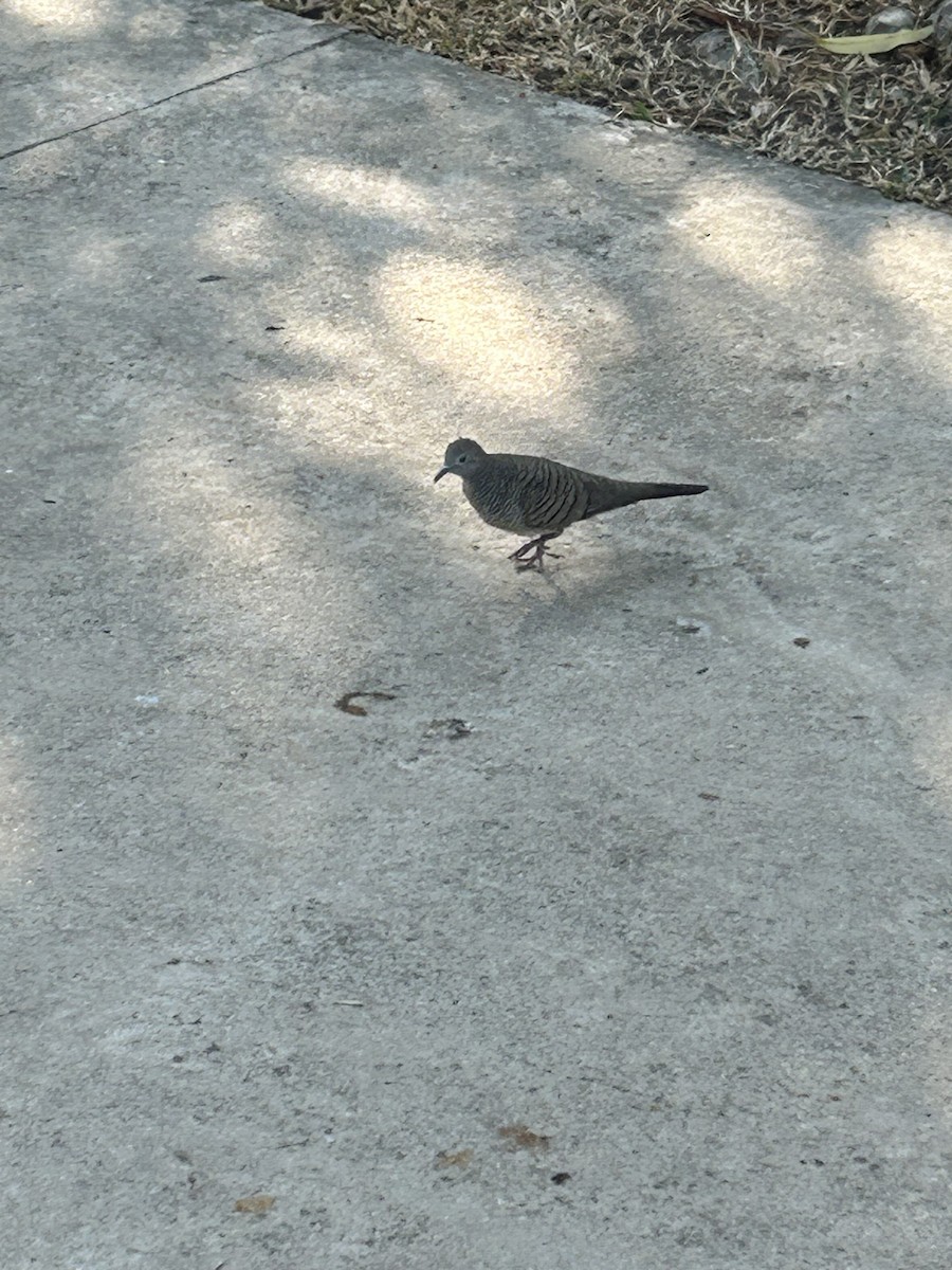 sebradue - ML647600423