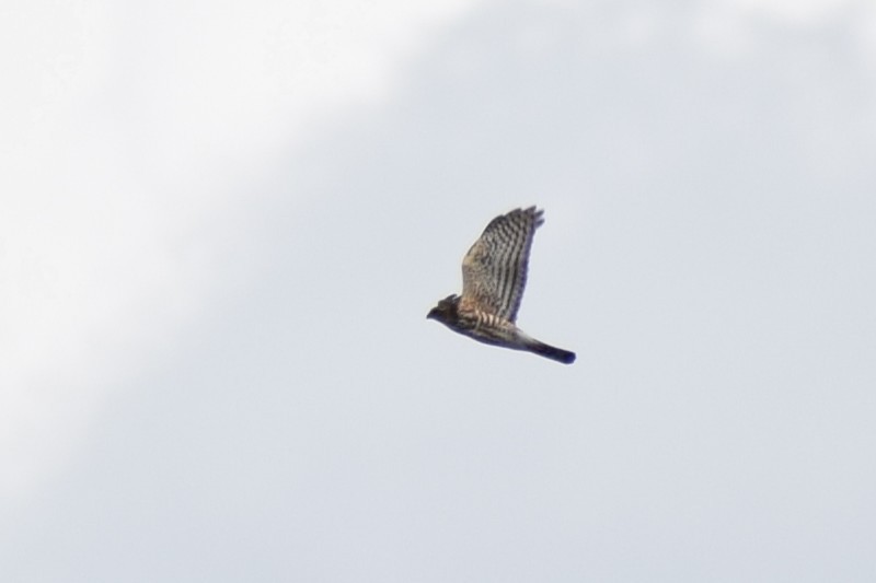 finkehauk - ML647600425