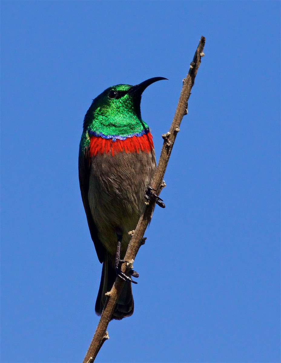 kappsolfugl - ML647600427