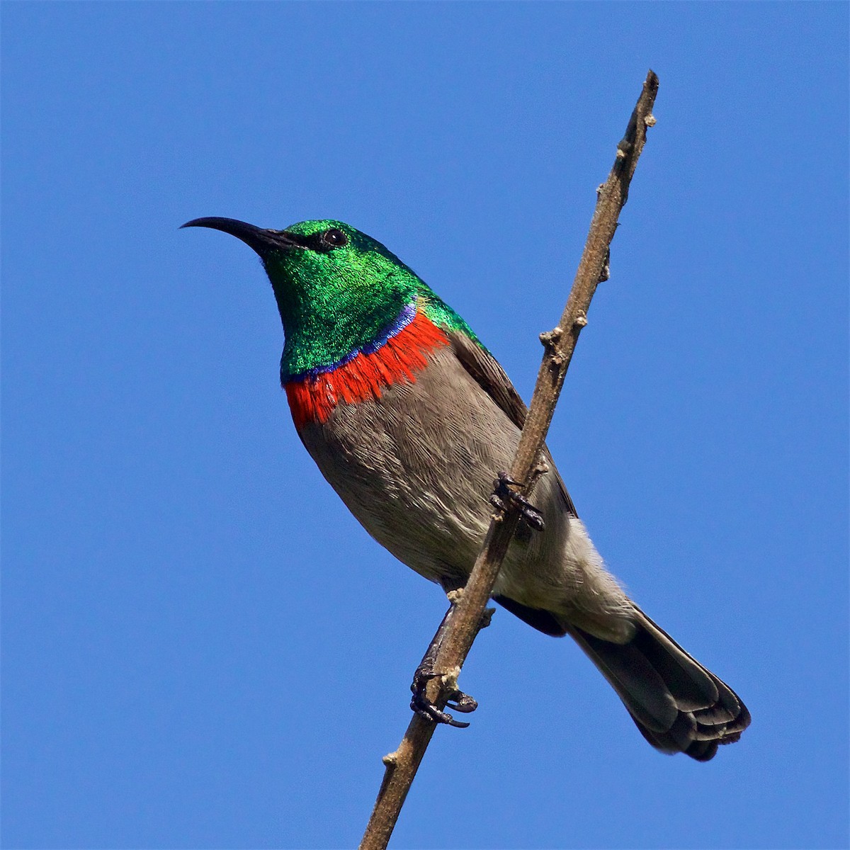 kappsolfugl - ML647600428