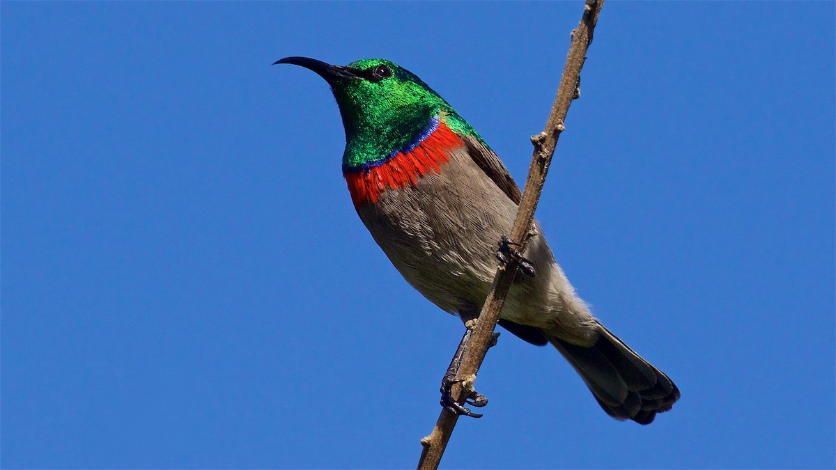 kappsolfugl - ML647600429