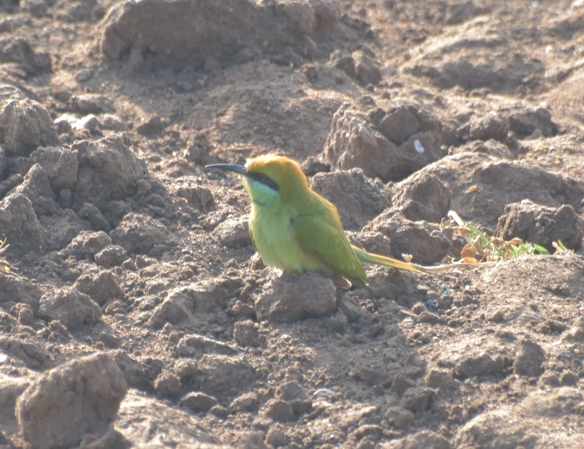 beryllbieter - ML647600430