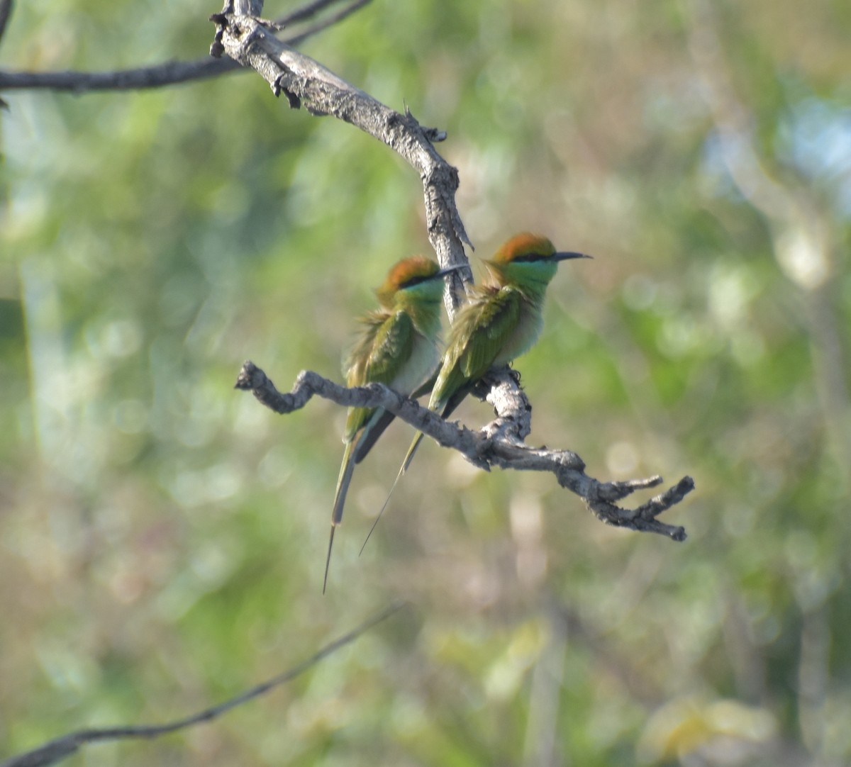 beryllbieter - ML647600431