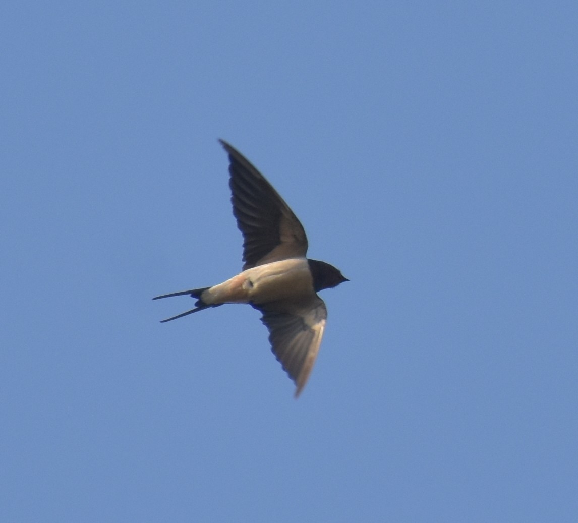 låvesvale - ML647600432