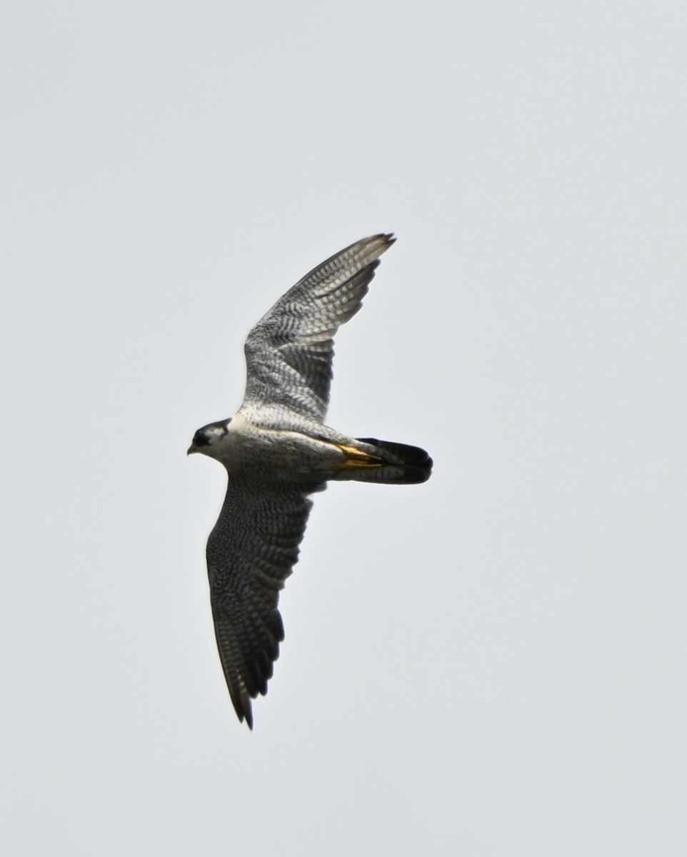 vandrefalk - ML647600433