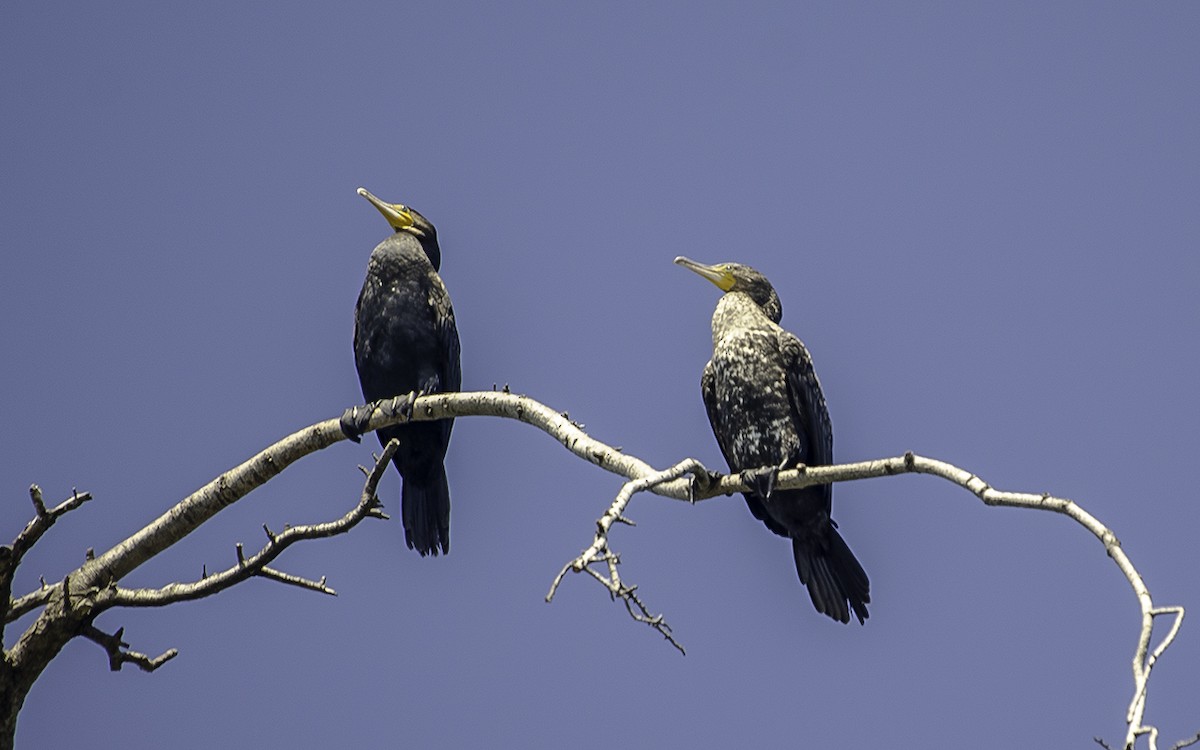 storskarv - ML647600434