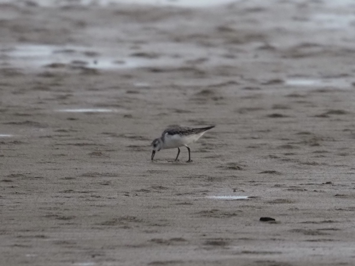 sandløper - ML647600435