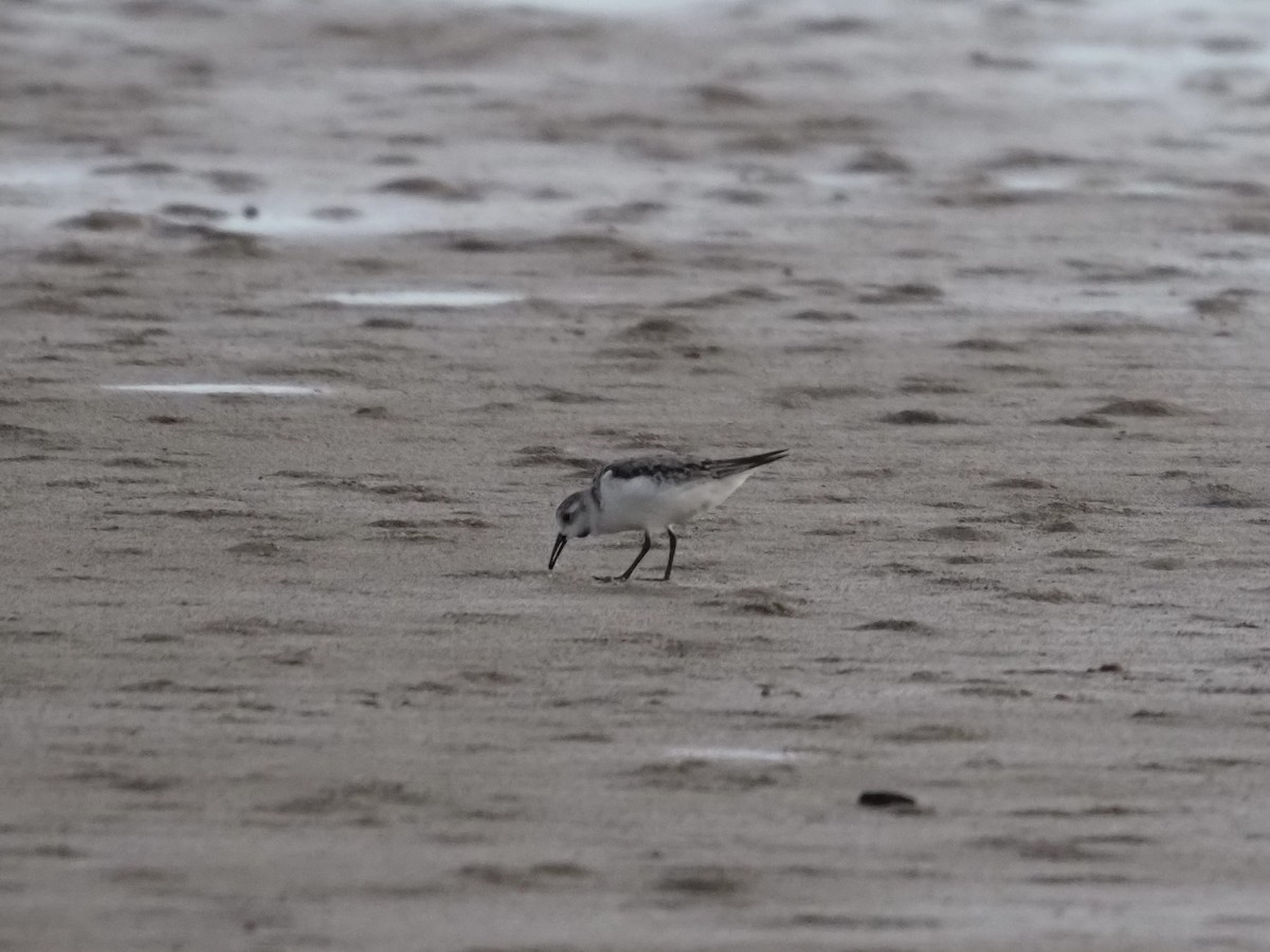 sandløper - ML647600436