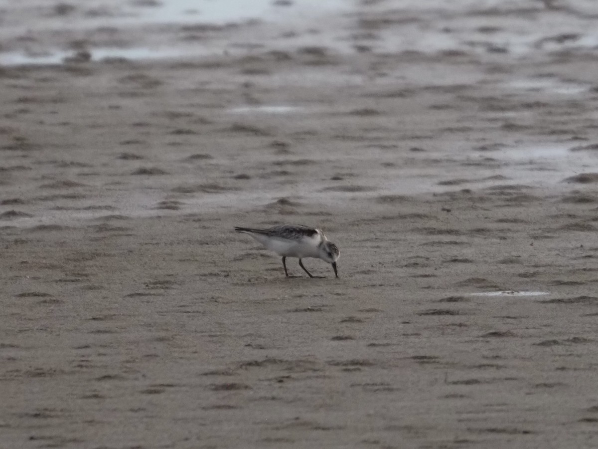 sandløper - ML647600437