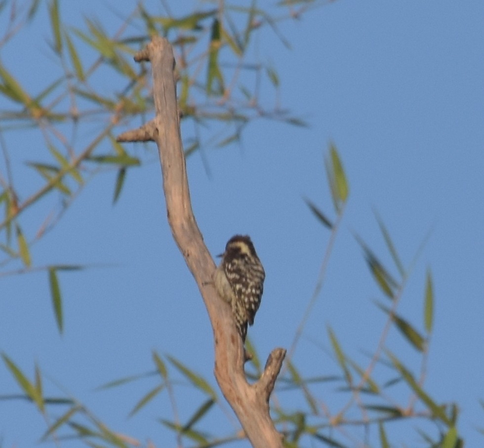 hinduspett - ML647600440