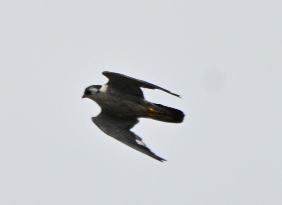 vandrefalk - ML647600441