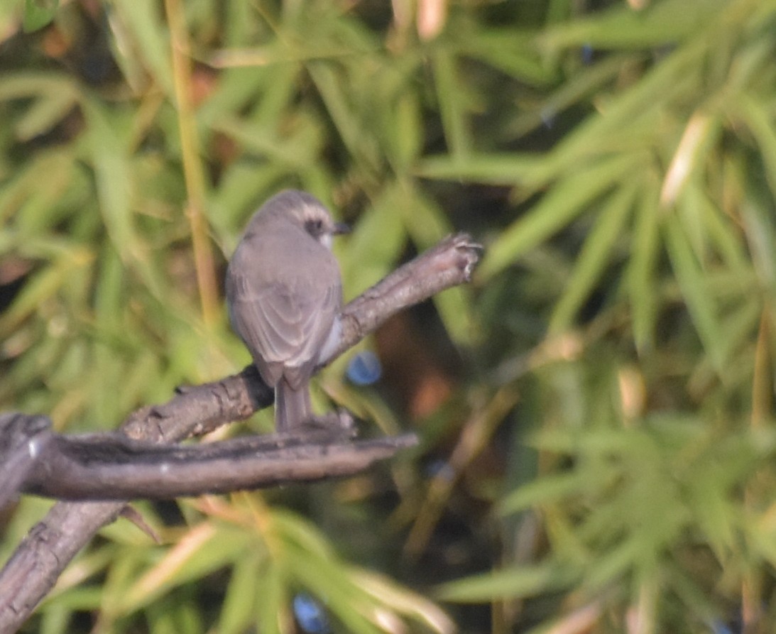 hvitbrynaskefugl - ML647600442