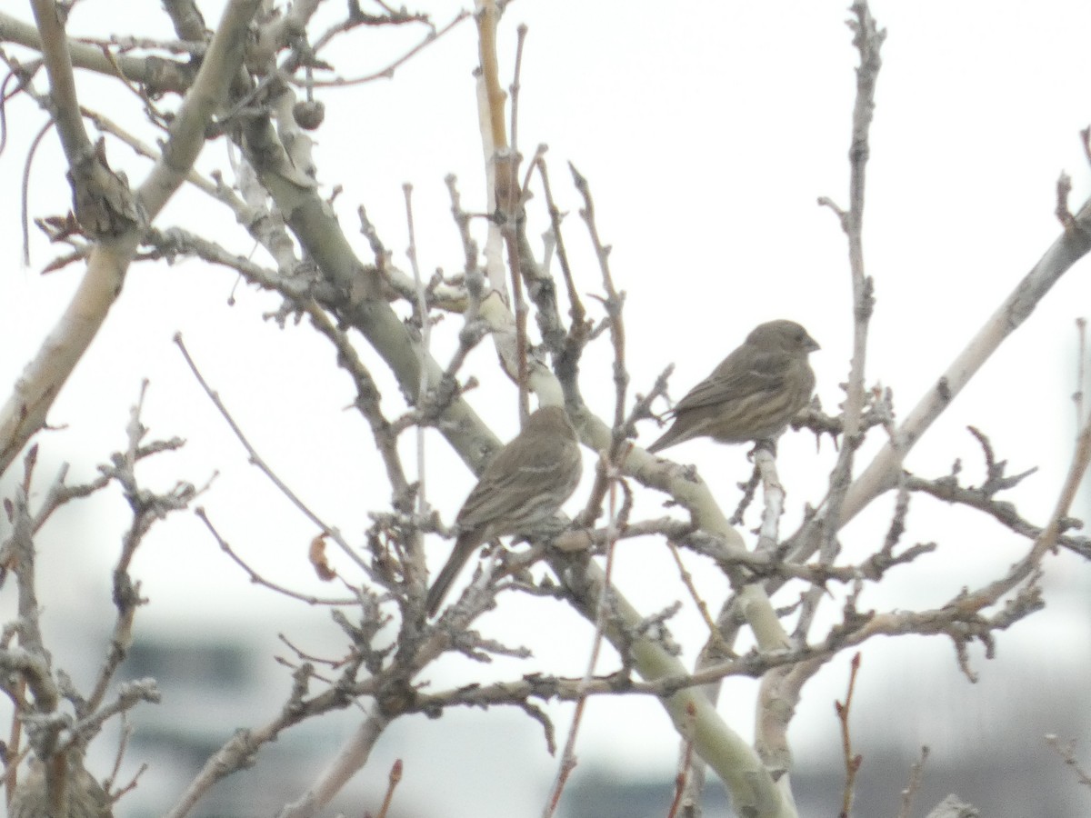 House Finch - ML647600446