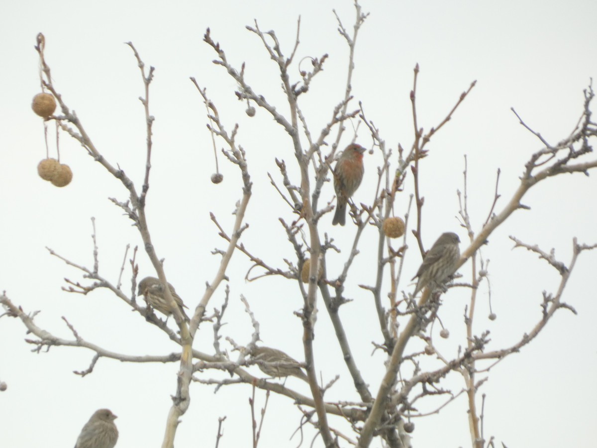 House Finch - ML647600447