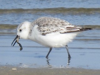 Sanderling - ML647600453