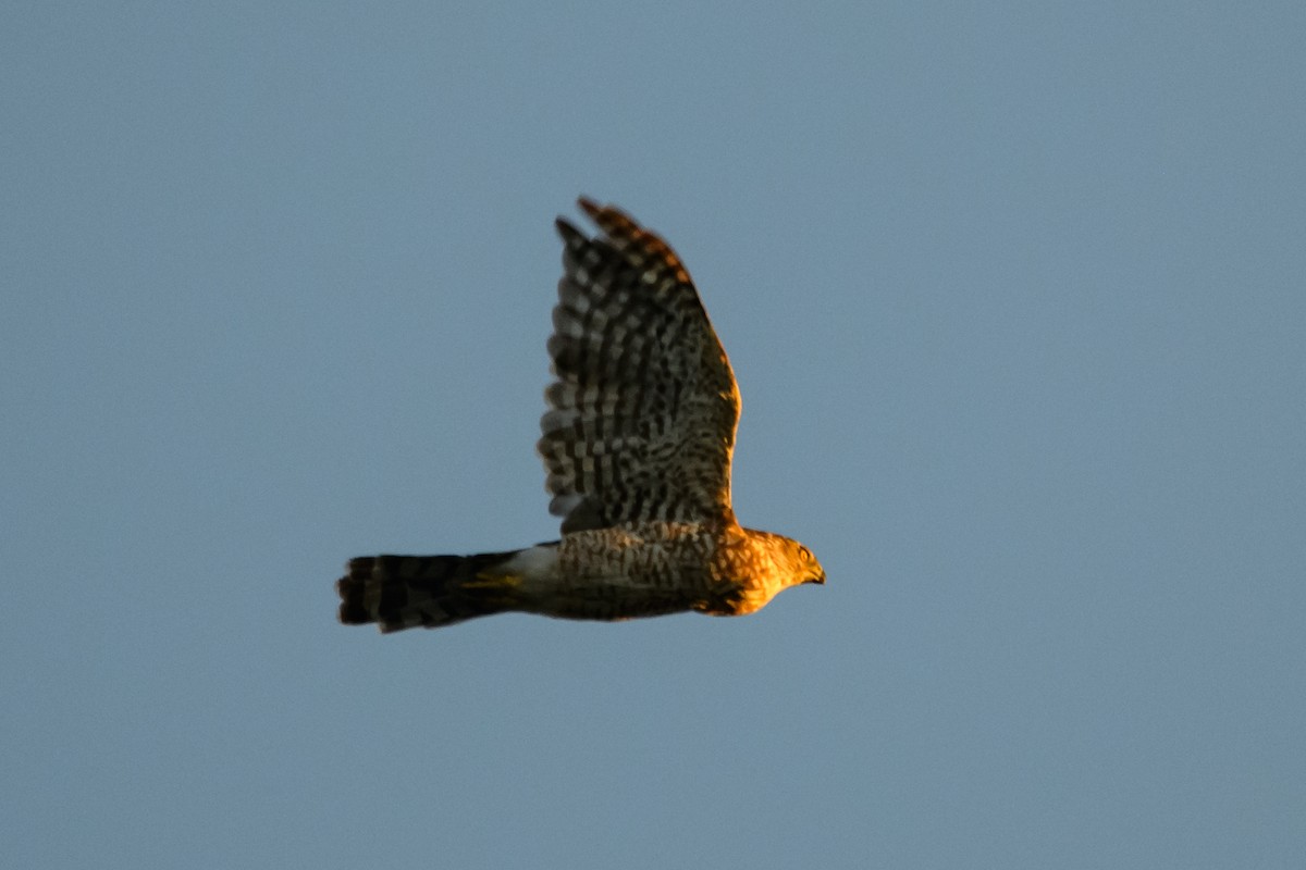 Cooper's Hawk - ML647600455