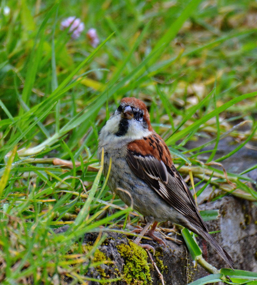 Russet Sparrow - ML647600464
