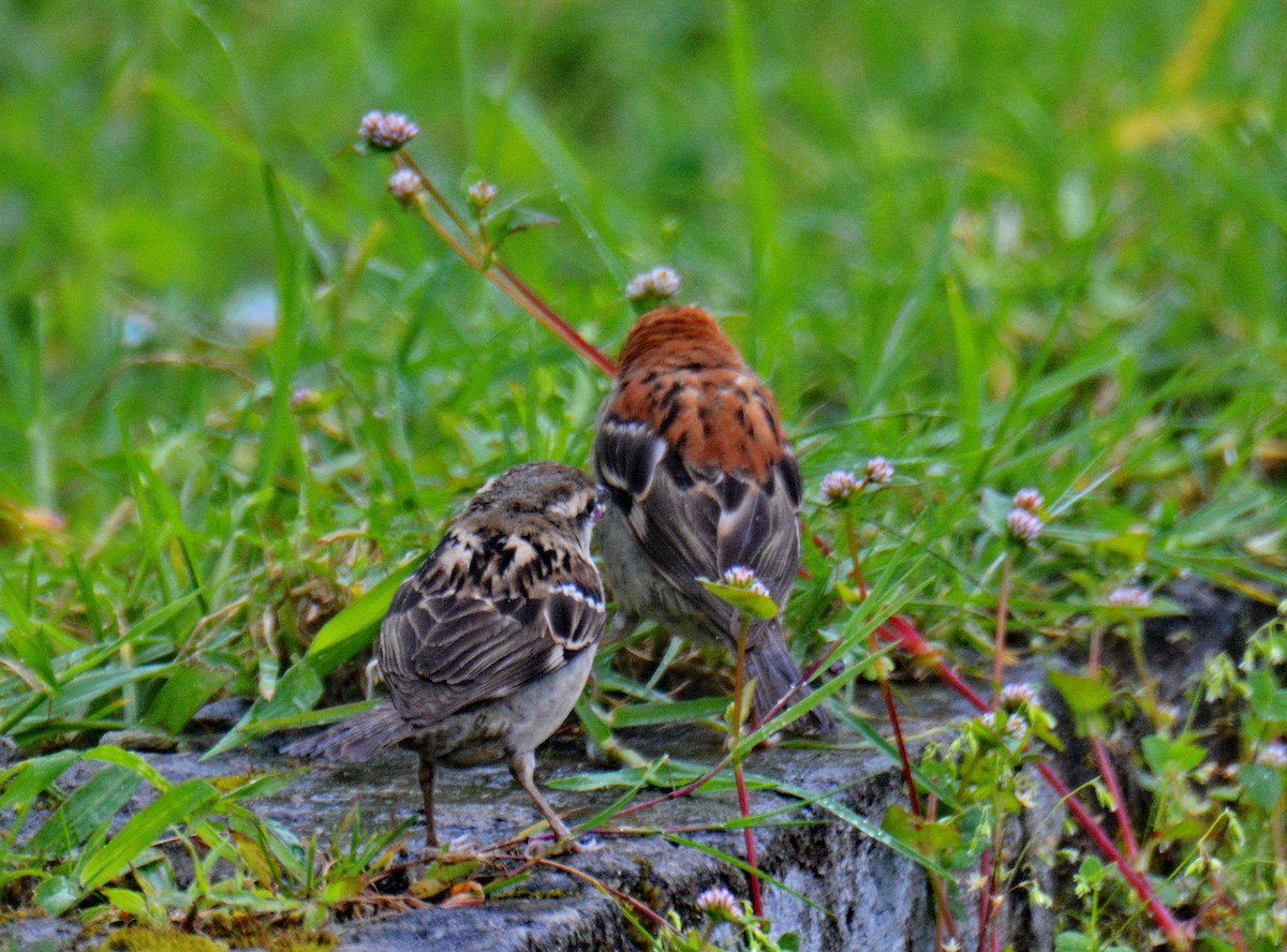 Russet Sparrow - ML647600465