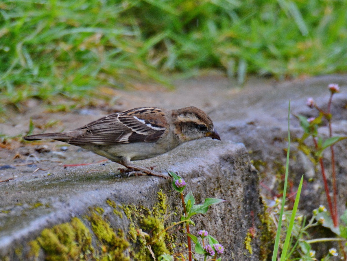 Russet Sparrow - ML647600466