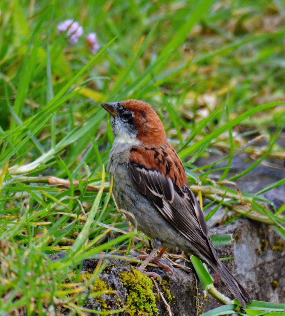Russet Sparrow - ML647600467
