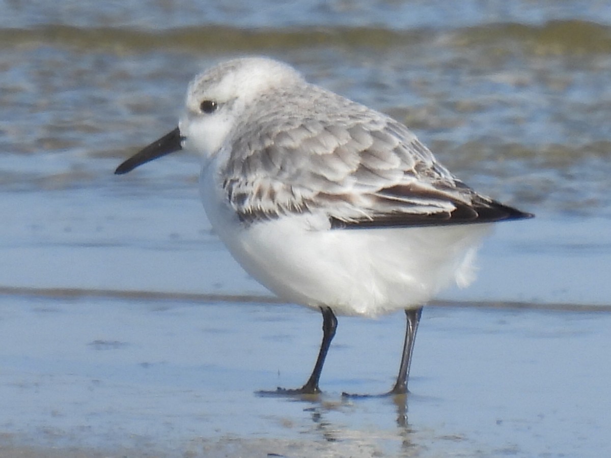 Sanderling - ML647600469