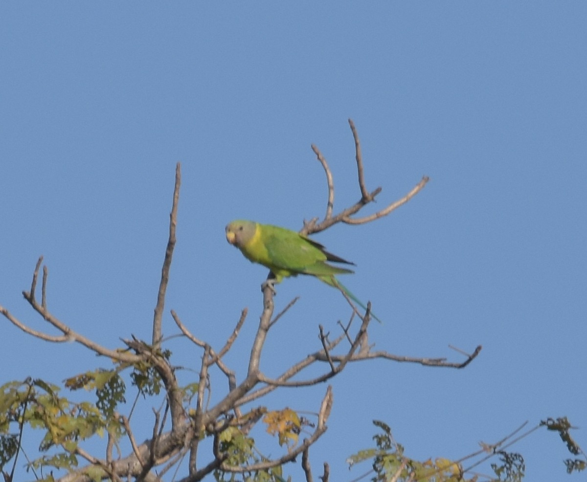 Erik Başlı Yeşil Papağan - ML647600470