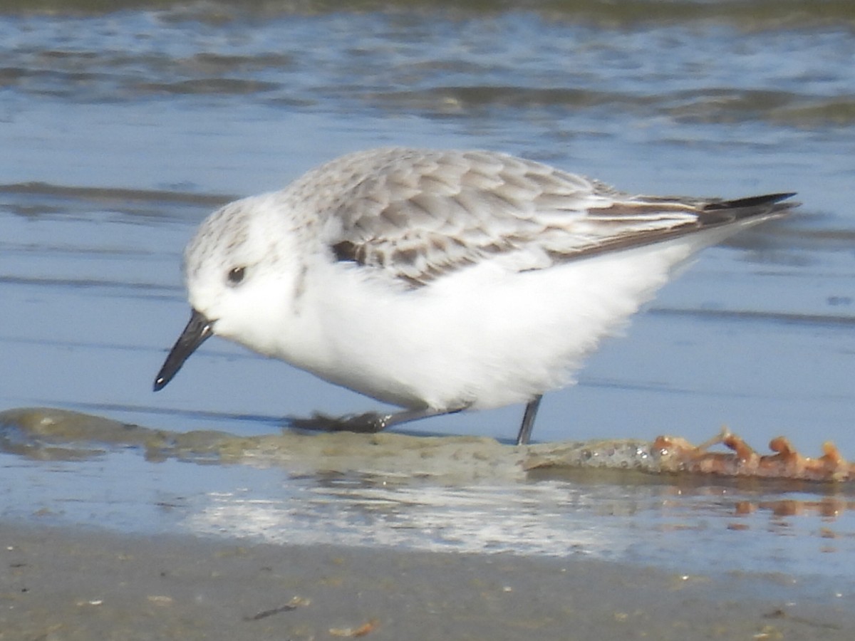 Sanderling - ML647600477