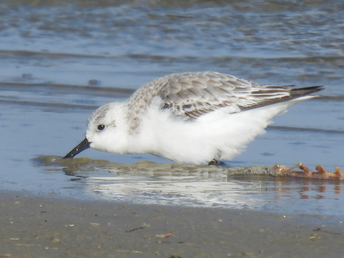 Sanderling - ML647600481