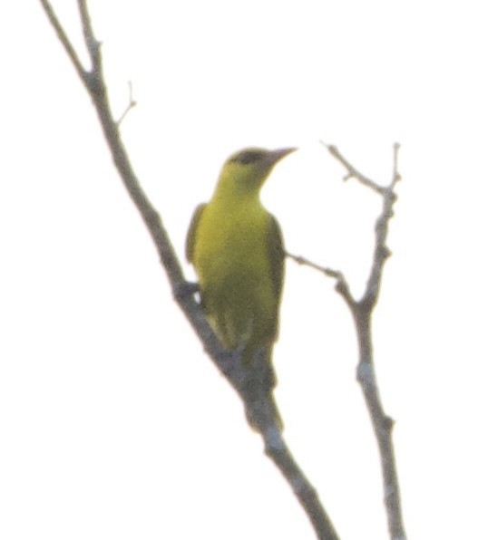 Indian Golden Oriole - ML647600502