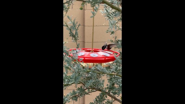 Costa's Hummingbird - ML647600511