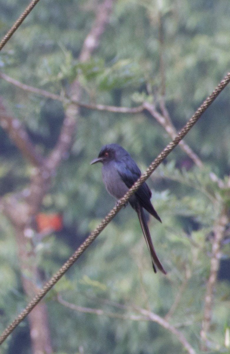 drongo kouřový - ML647600519