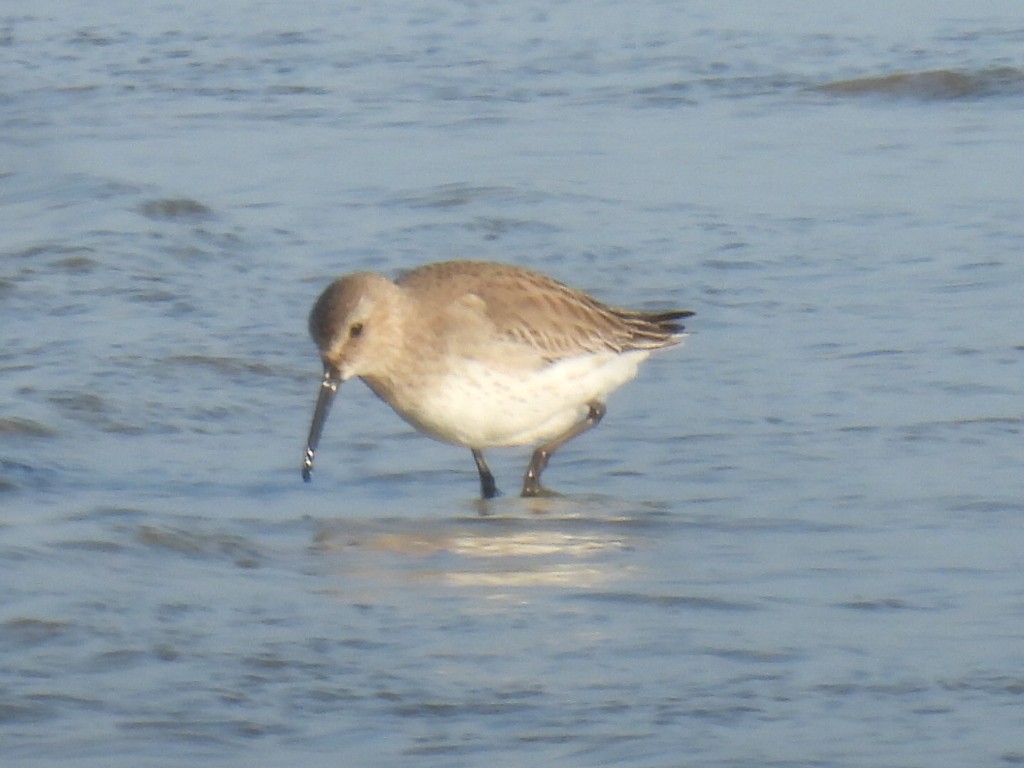 jespák obecný - ML647600520