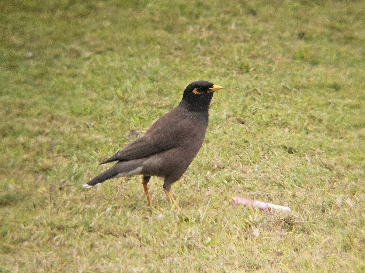 majna obecná - ML647600529