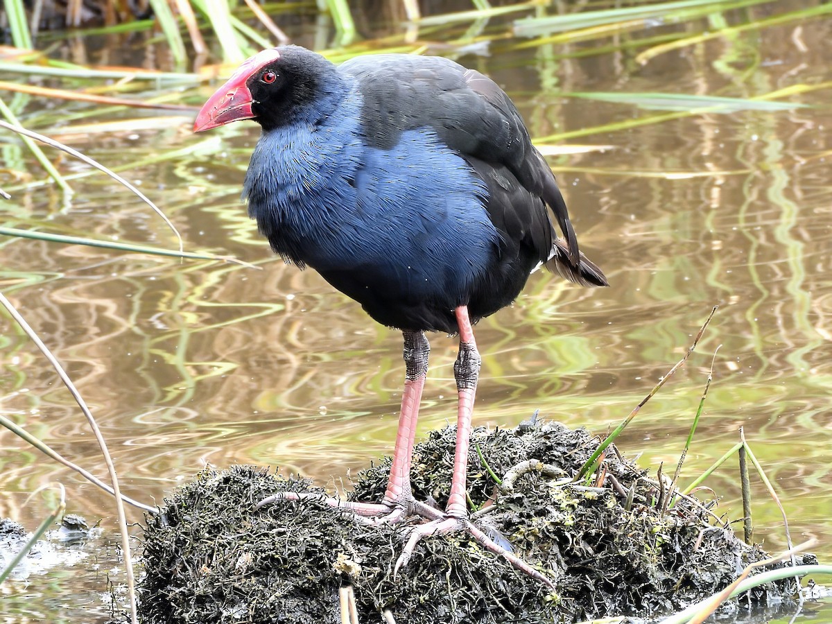 slípka australasijská - ML647600531