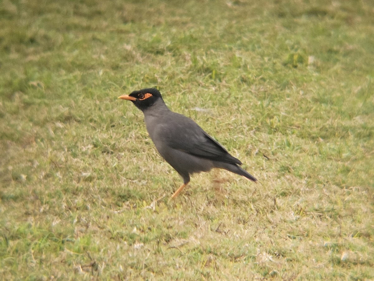 majna břehová - ML647600532