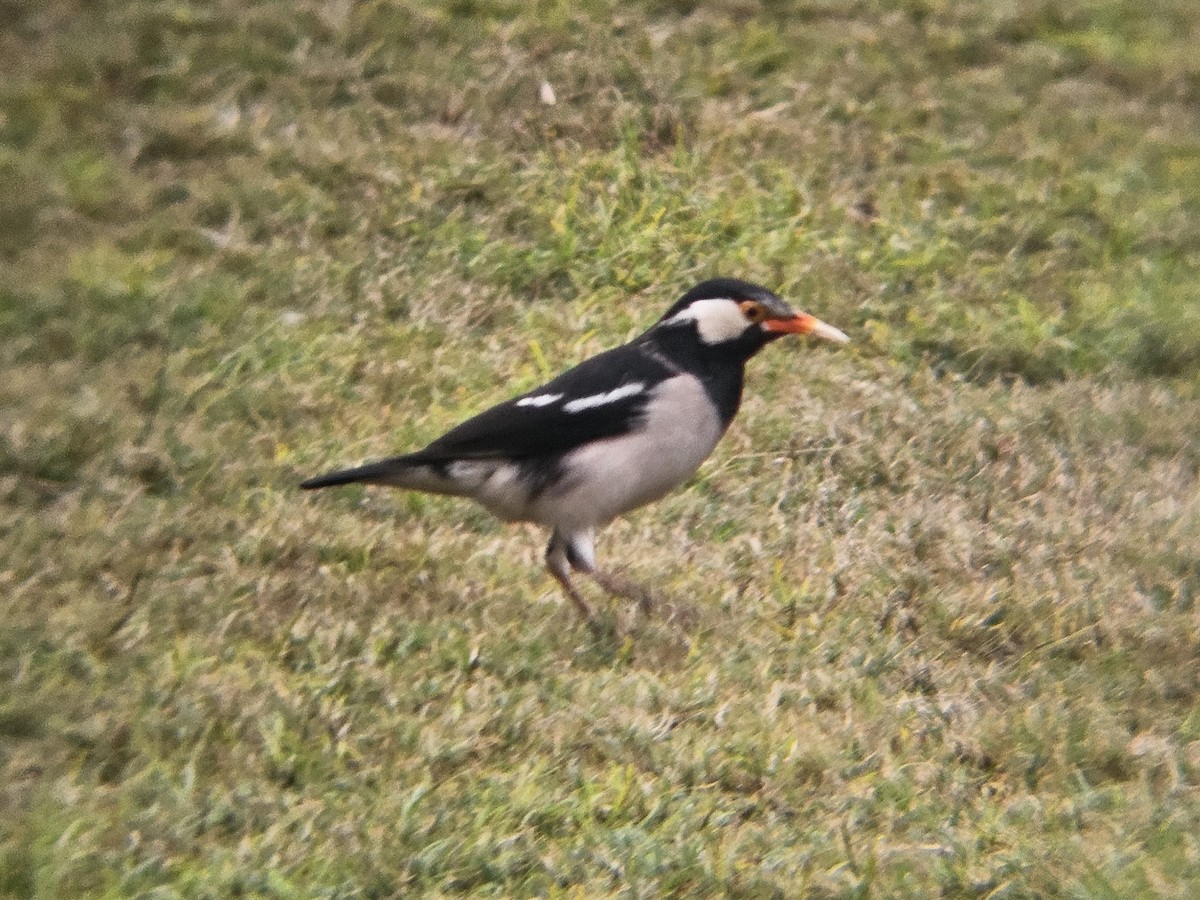 špaček indický - ML647600533