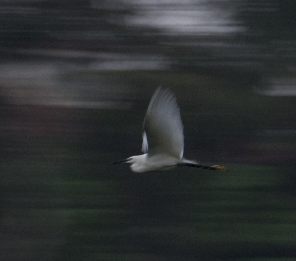 volavka stříbřitá - ML647600534