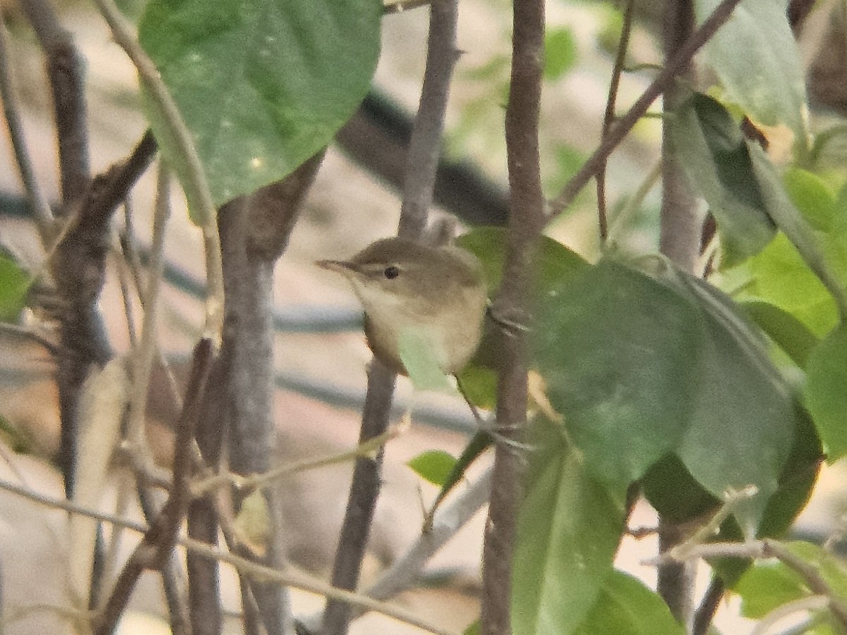 rákosník pokřovní - ML647600535