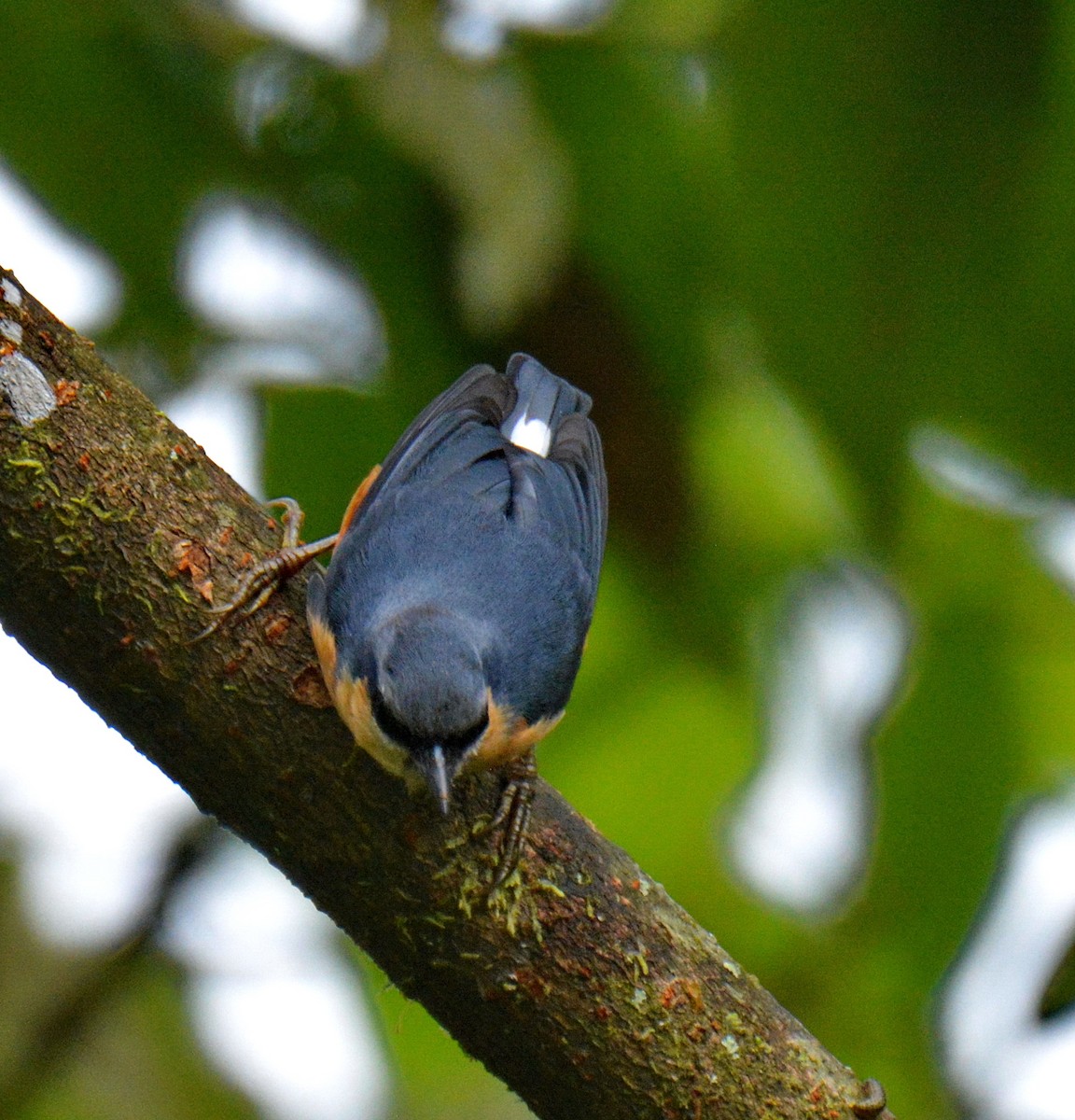 brhlík běloocasý - ML647600536