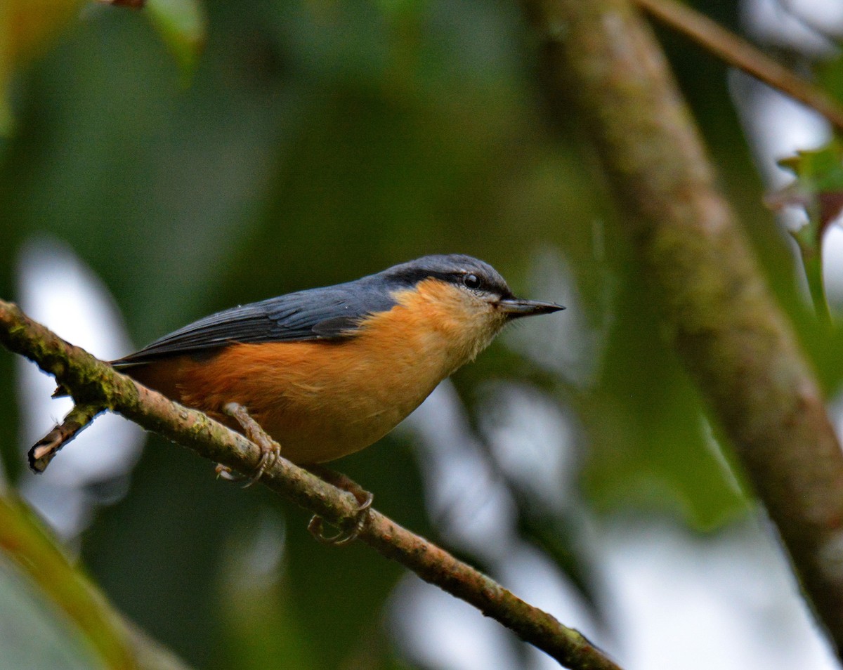 brhlík běloocasý - ML647600537