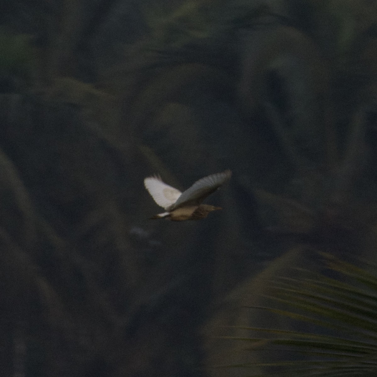 volavka hnědohřbetá - ML647600538