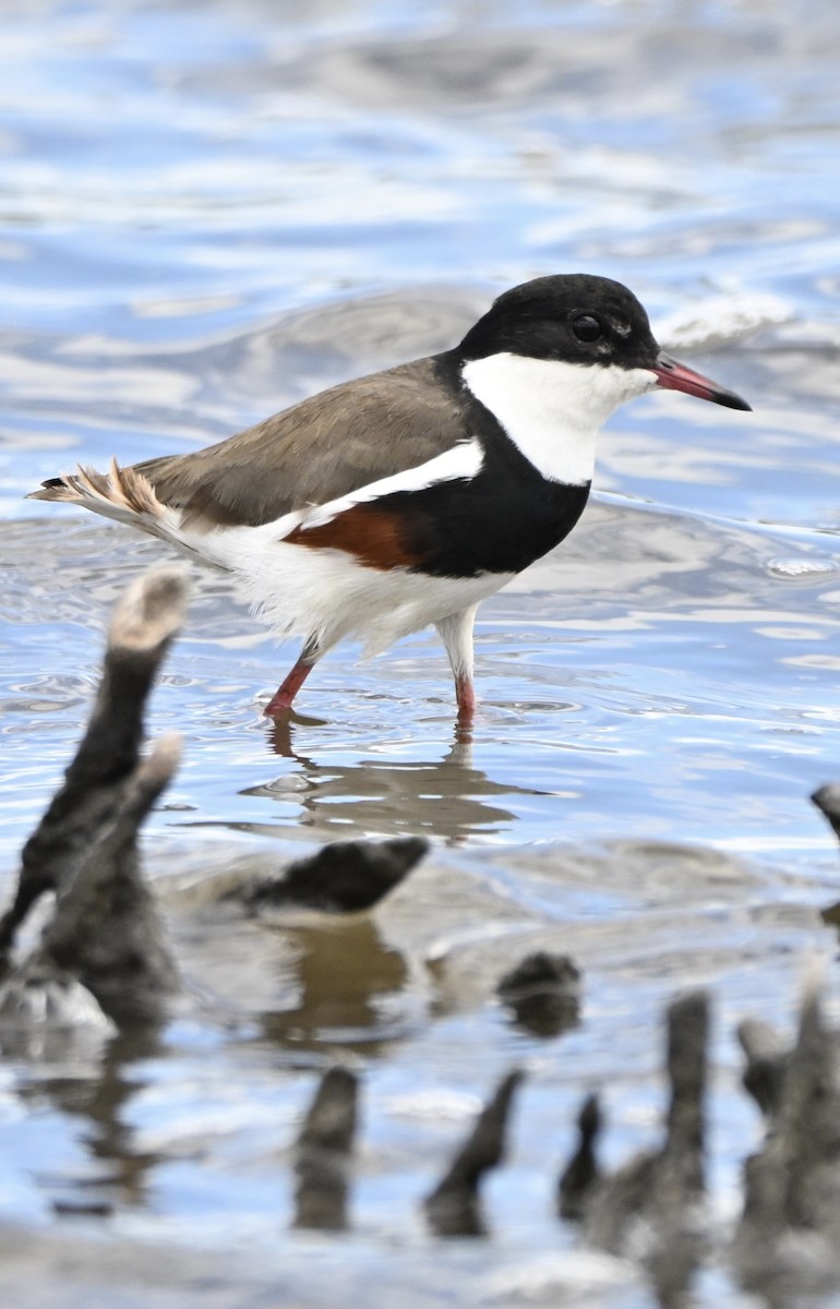 kulík černoprsý - ML647600539