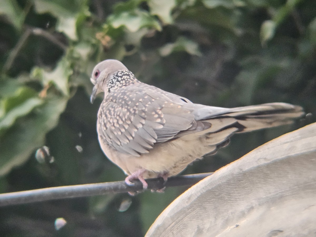 hrdlička kropenatá - ML647600540