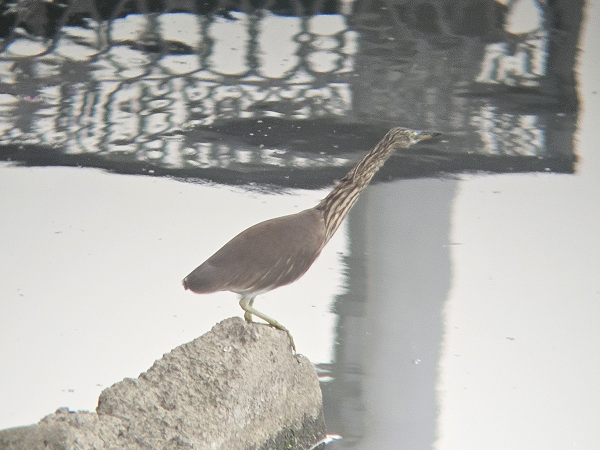 volavka hnědohřbetá - ML647600542