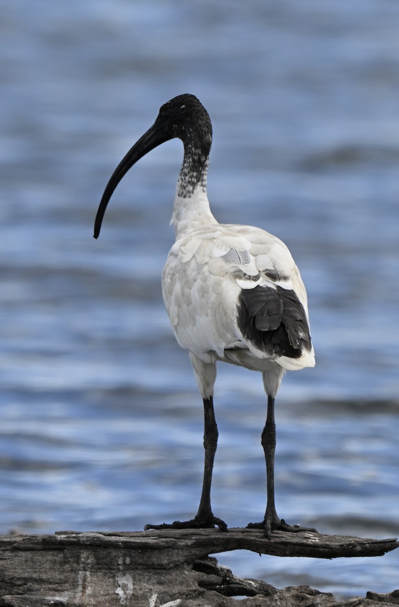 ibis australský - ML647600543