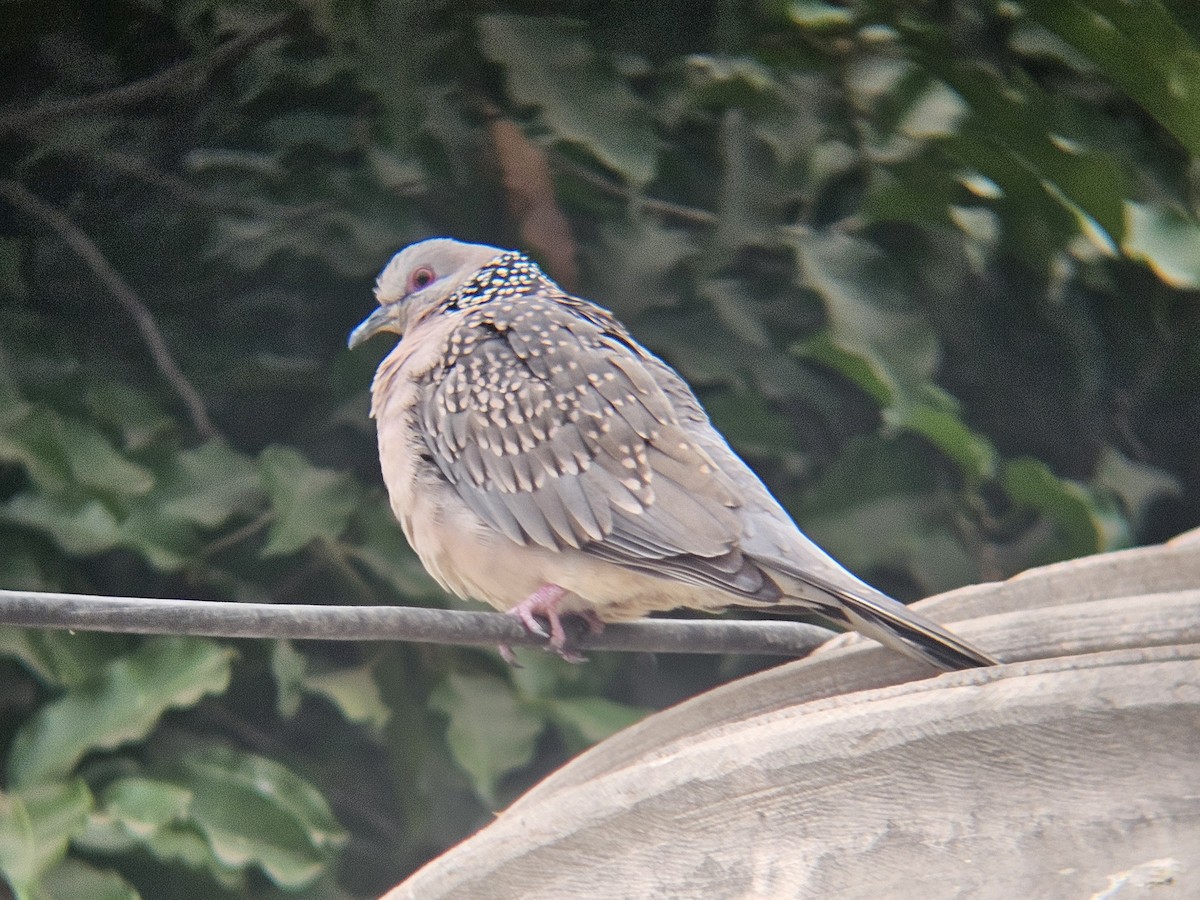 hrdlička kropenatá - ML647600544