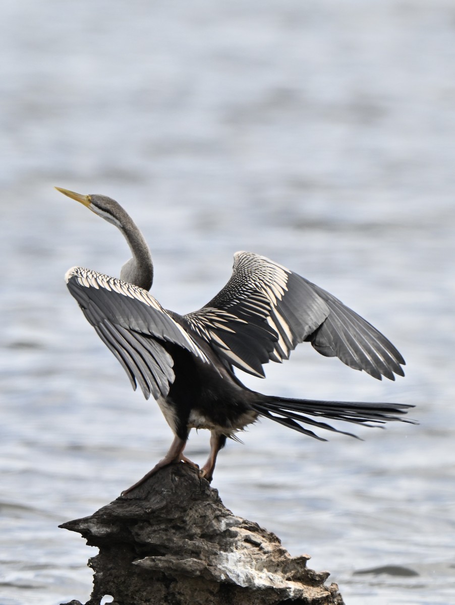 anhinga australská - ML647600546