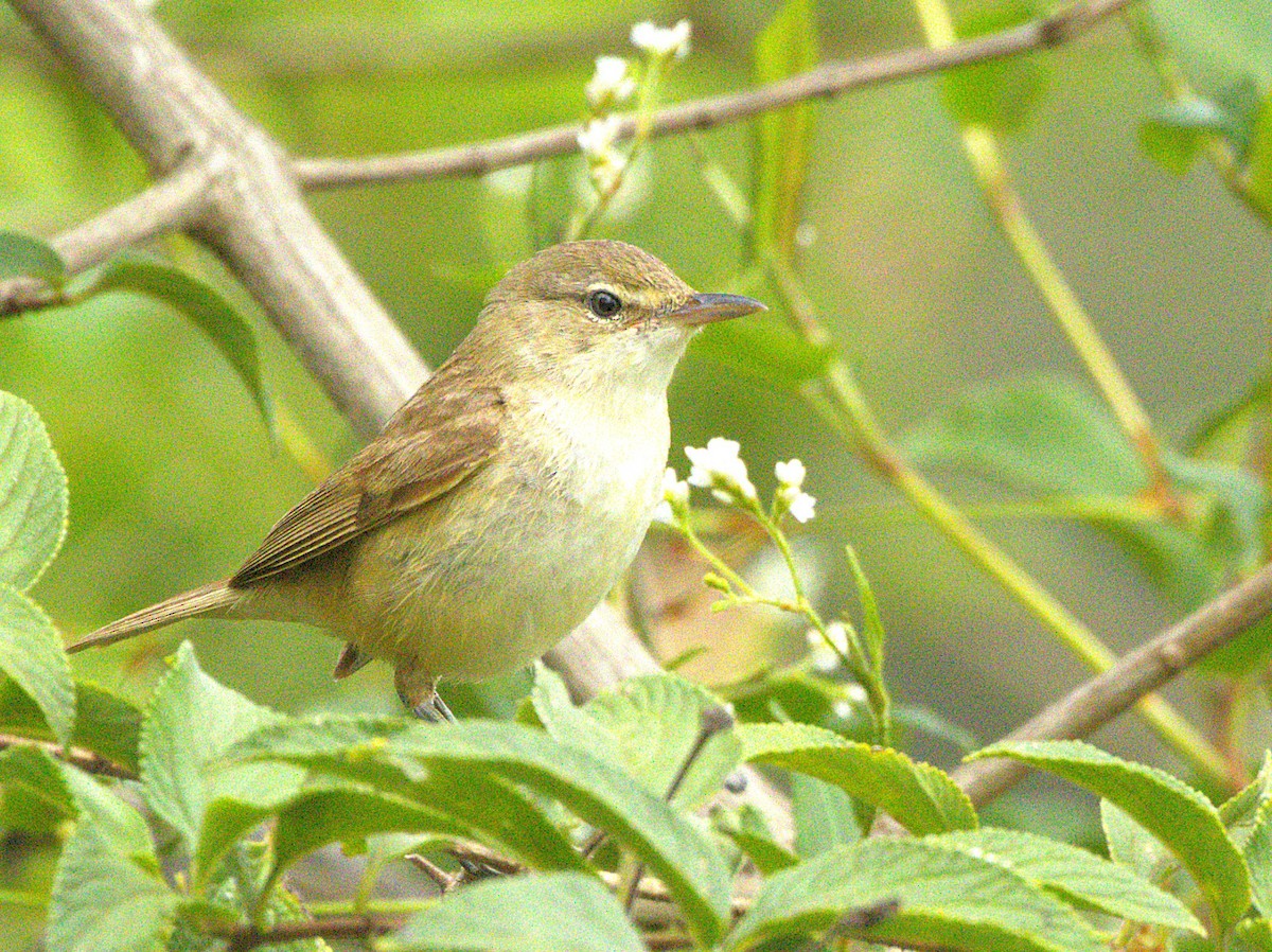 rákosník australský - ML647600547