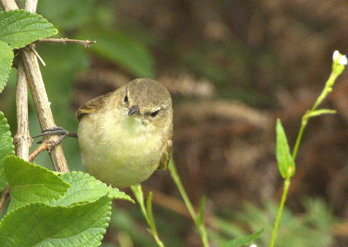 rákosník australský - ML647600548