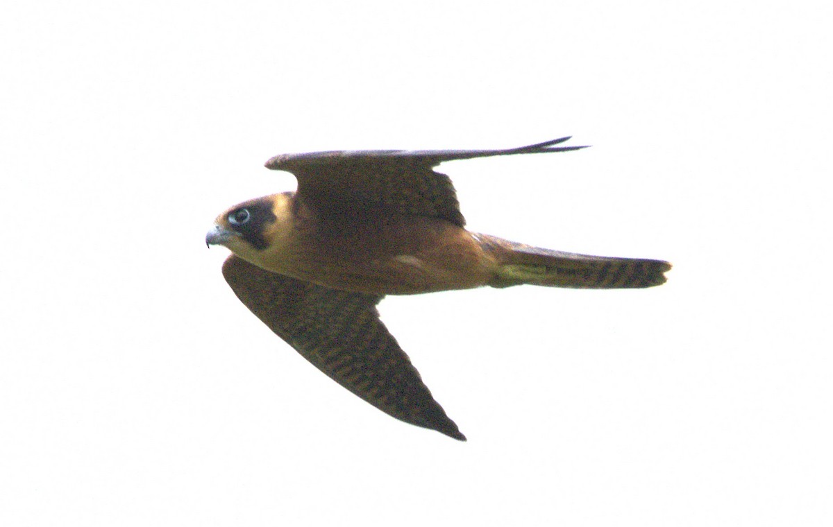 ostříž australský - ML647600550